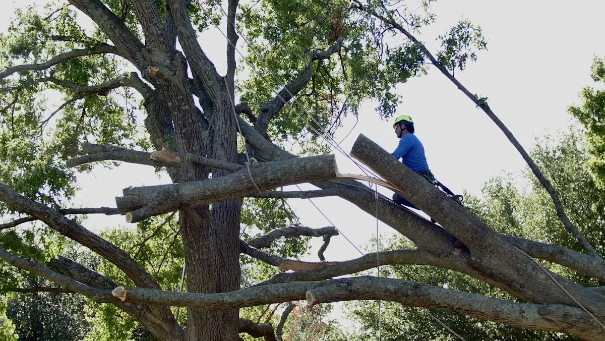 Professional Hazardous Tree Removal performed by certified arborists in Tobaccoville
